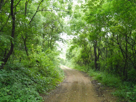 树林里的公路