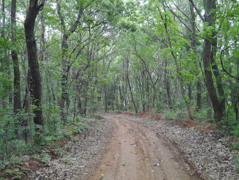 山林里 有条公路