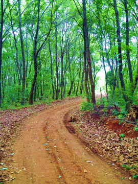 森林里 有条公路