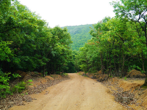 山林里 有条公路