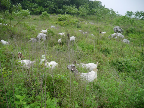 养羊基地