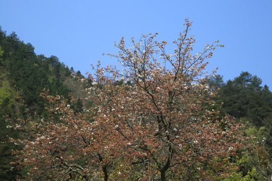 太平山风光