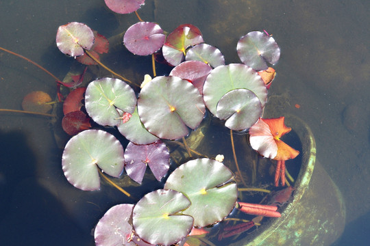 水草