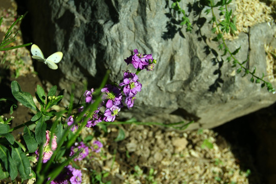 蝶恋花