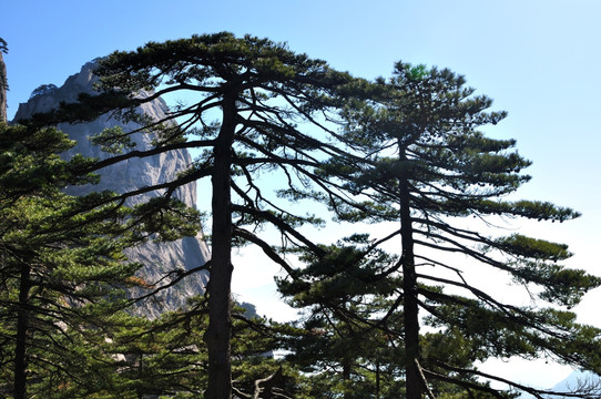 黄山上的松树