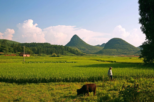 田园乡村自然风景