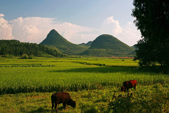 田园乡村风景