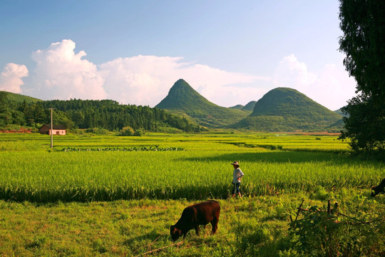 田园农忙自然风景