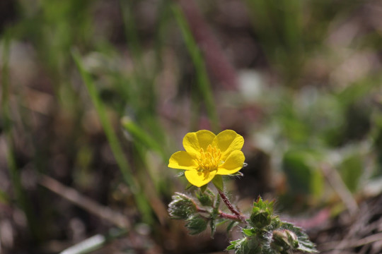 黄 黄色 黄花 野花