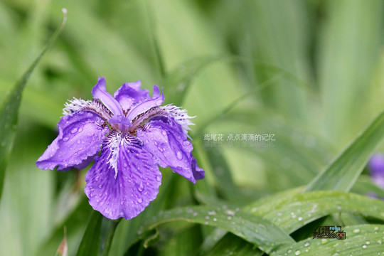 鸢尾花桌面壁纸