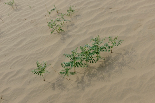 沙漠植被