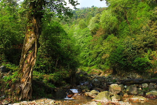 山间小溪