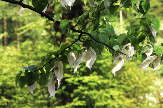 鸽子花