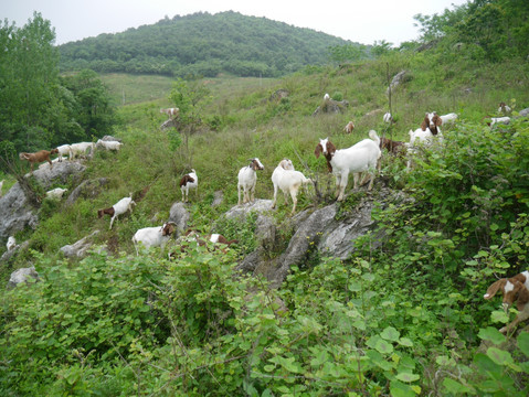 山羊养殖基地