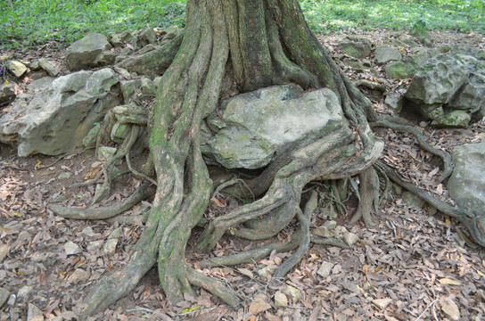 龙眼树根