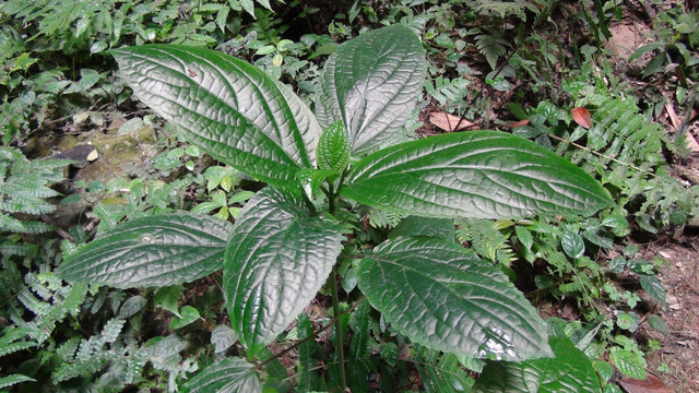 植物