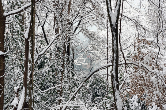 冰雪森林