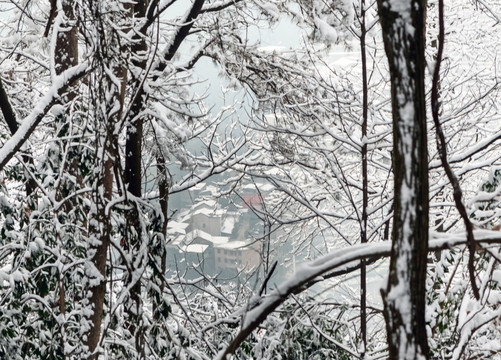 冰雪森林