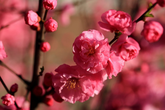 樱桃花