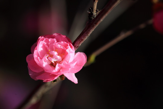 樱桃花