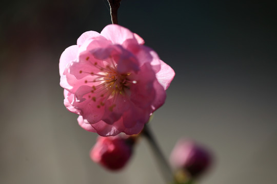 樱桃花