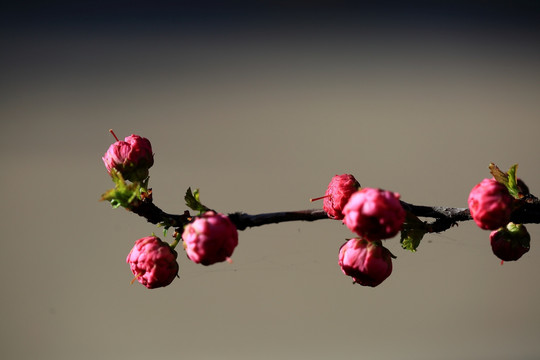 樱桃花