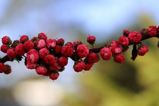 樱桃花