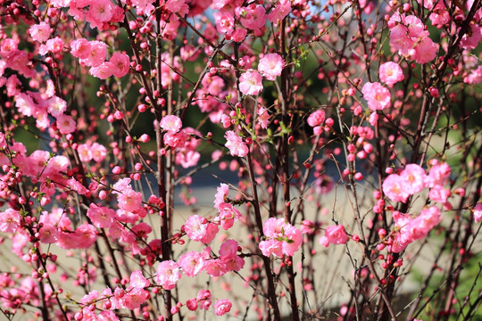 樱桃花