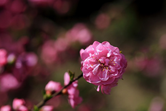 樱桃花