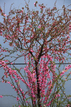 樱桃花