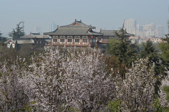 樱花季节