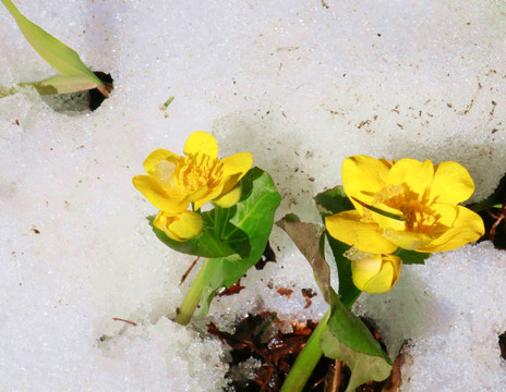 雪地黄花