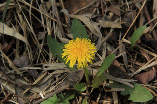 小黄花