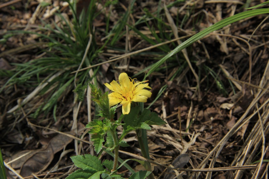 小黄花