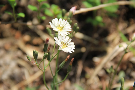 小雏菊