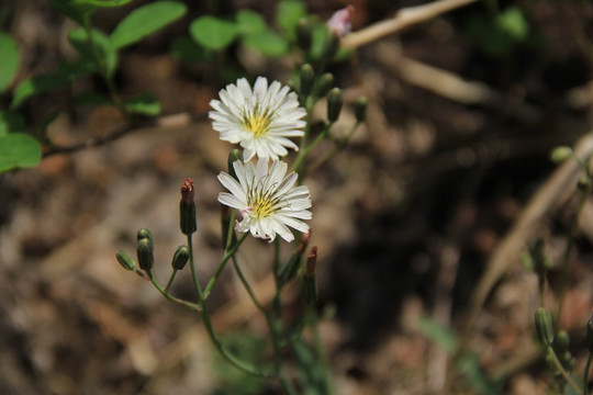 小雏菊