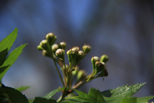 花蕾