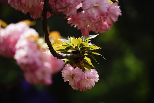 樱花