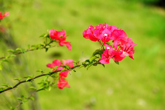 三角梅花枝