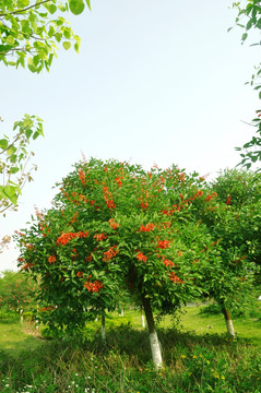 龙牙花树木