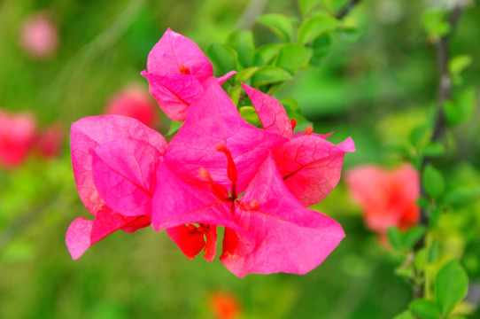 鲜花三角梅