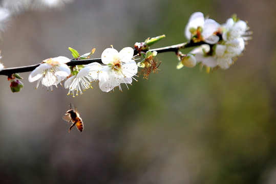 蜜蜂采蜜 梨花