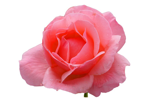 红玫瑰 白色背景抠图素材