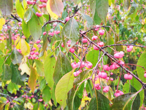 秋季粉色果实植物