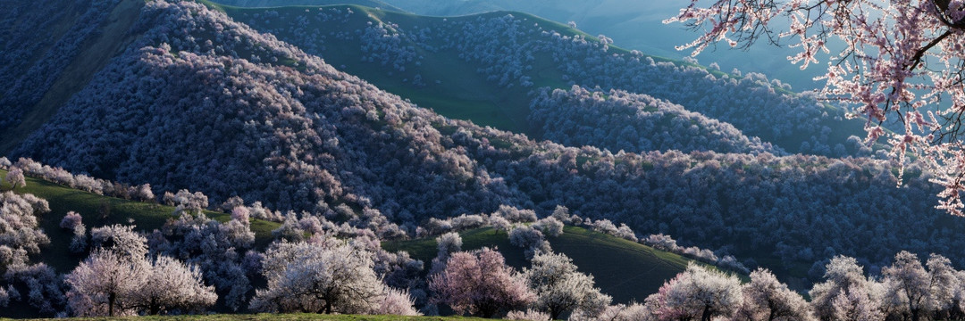 天山之春