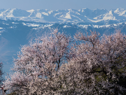 天山之春