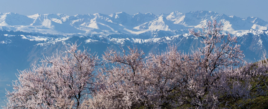 野杏花