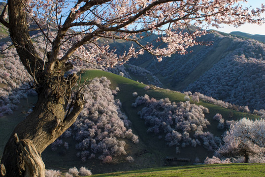 野杏树