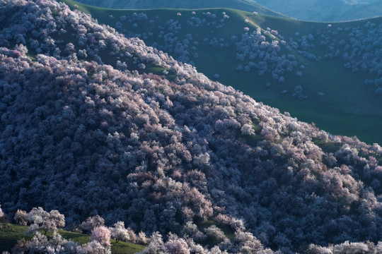 野杏花