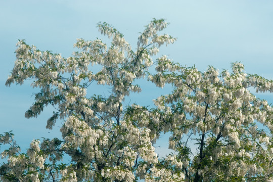 槐花